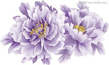 牡丹花素材（通道分層）