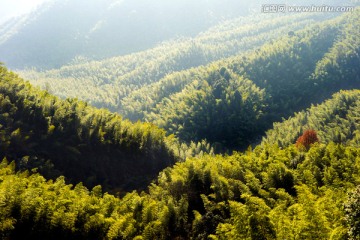 竹海 竹林