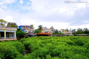 北仑河口 海洋湿地 红树林