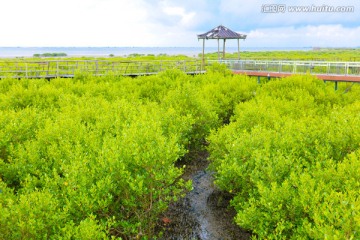 北仑河口 海洋湿地 红树林