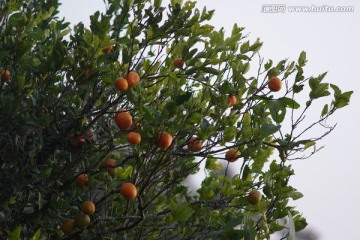 果滿枝頭