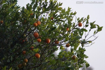 果满枝头