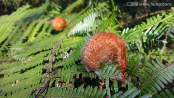 植物素材