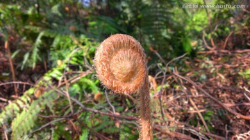 植物素材