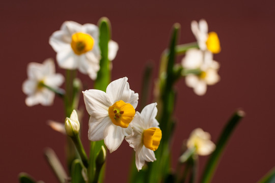 水仙花