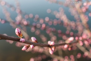桃花 繁花似錦 花蕾 花苞