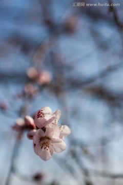 白色杏花 蓝天 花蕊