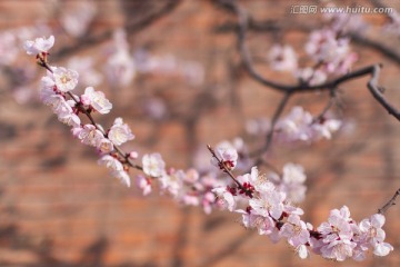 桃花 繁花似锦