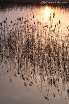 湿地日落 竖片 竖构图