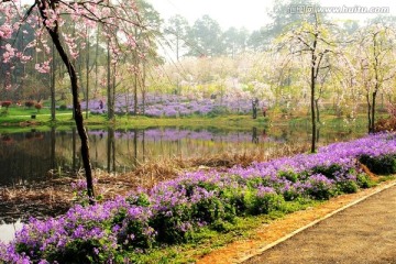 樱花