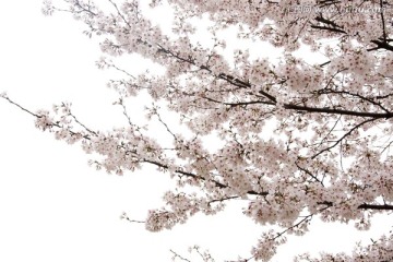 櫻花
