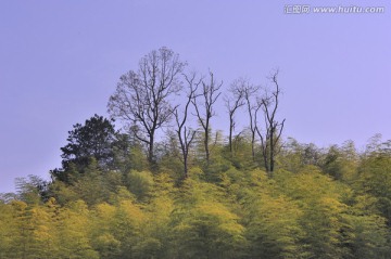 竹海 竹林