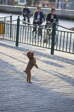 宠物犬 狗 训狗 泰迪犬 可爱