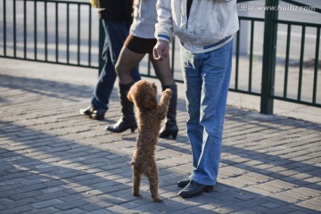 宠物犬 狗 训狗 泰迪犬 可爱