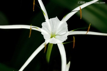 微距花卉 蜘蛛兰