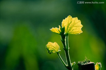 微距逆光刚发芽的嫩叶