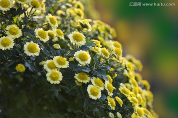 秋天小菊花