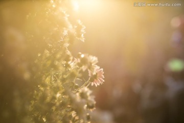 秋天逆光拍摄的菊花