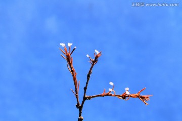 树枝雪花