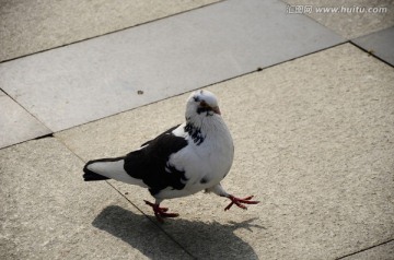 鸽子