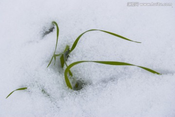 小麥 小草