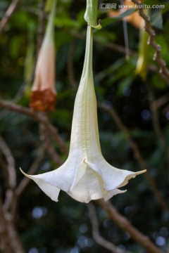 曼陀罗 山茄花