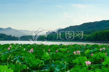 西湖北山路荷花