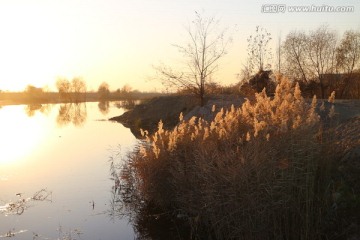 河边芦苇