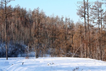 冬天森林冰封雪盖白雪皑皑