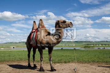 内蒙古草原骆驼jpg