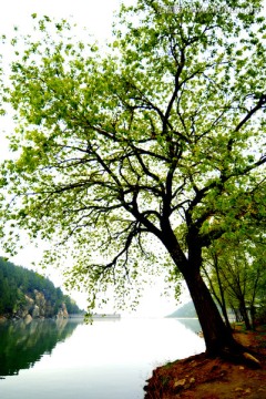 春天湖畔大树