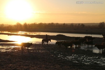 夕阳河水牛群