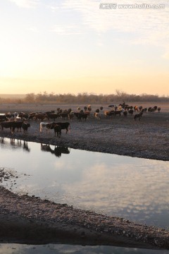 河边放牛