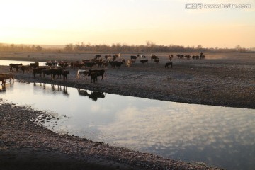河边牛群