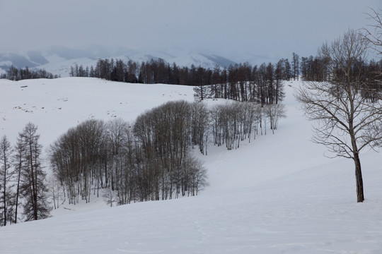 雪山 森林