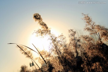 阳光下的芦苇