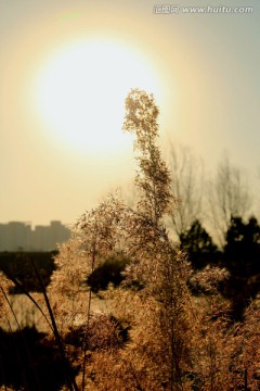 阳光下的芦苇