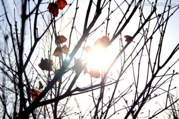冬季阳光下的树木