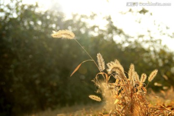 冬季阳光下枯黄的小草