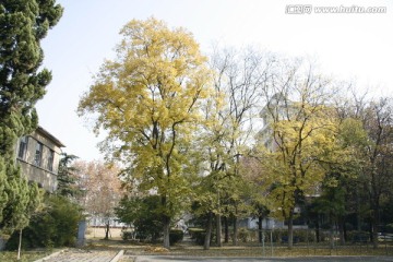秋天黄色树叶的树