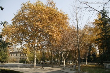 秋天黄色树叶的银杏树