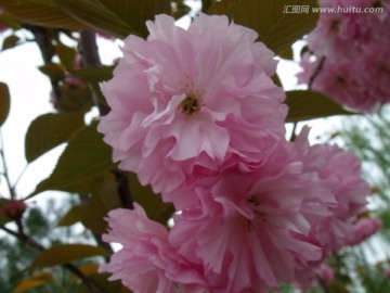 近距离拍摄粉红色的月季花