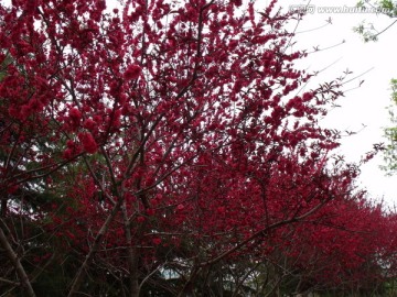 树上的红花红叶