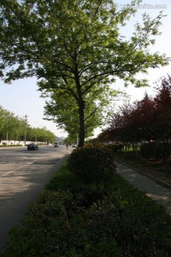 人行道和车行道之间的绿化带