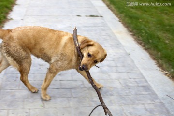 拉布拉多犬 宠物犬 狗 生活