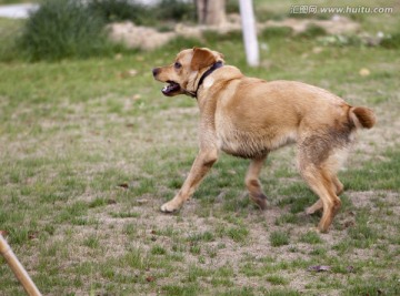 拉布拉多犬 宠物犬 狗 生活