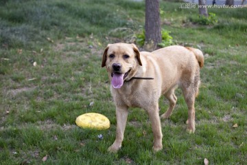 拉布拉多犬 宠物犬 狗 生活