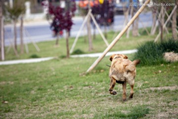 拉布拉多犬 宠物犬 狗 生活