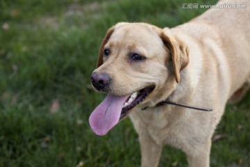 拉布拉多犬 宠物犬 狗 生活