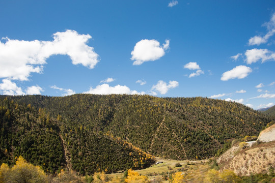 香格里拉山地森林